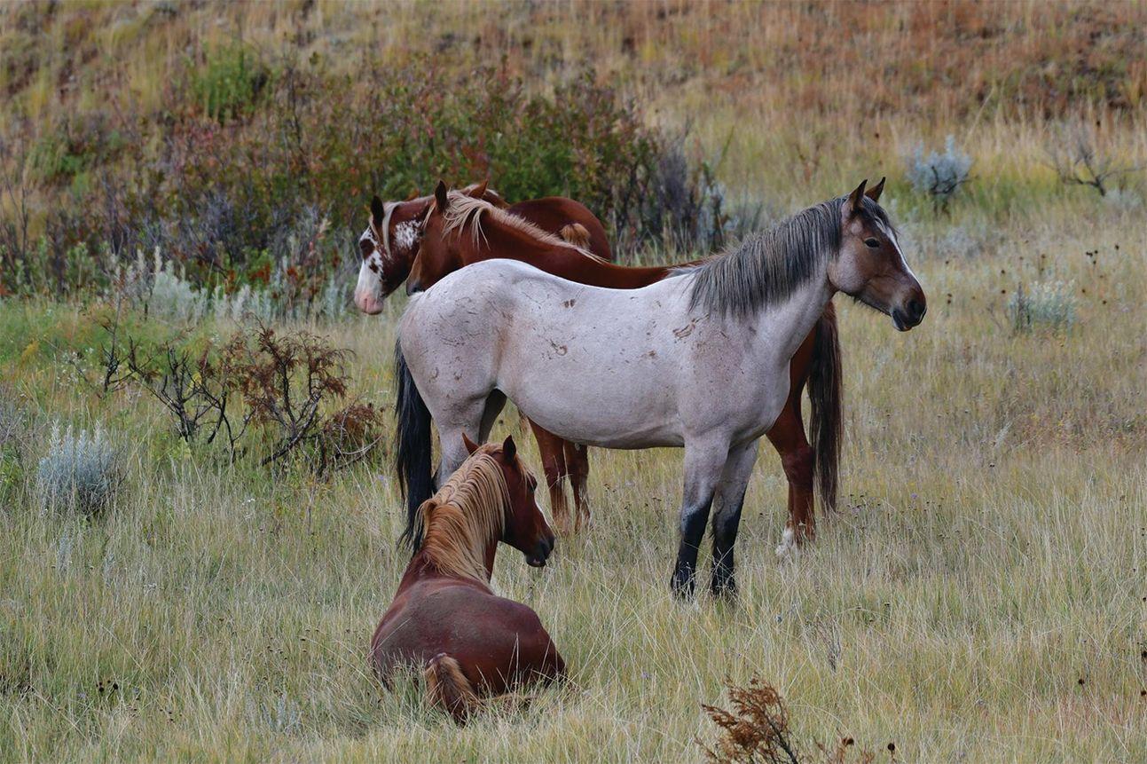 Fate Of Trnp Wild Horses To Be Decided Next Year Grant County News